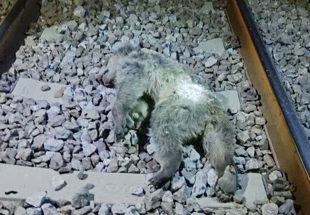 عکس دردناک از تلف شدن دو توله خرس بر اثر برخورد با قطار