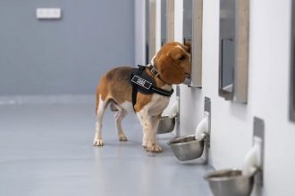 تشخیص سرطان با دقت 94 درصدی توسط سگ‌ها و هوش مصنوعی