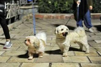 برگزاری کلاس‌های اجتماعی سازی سگ‌ها در پارک‌های تهران/ ویدئو