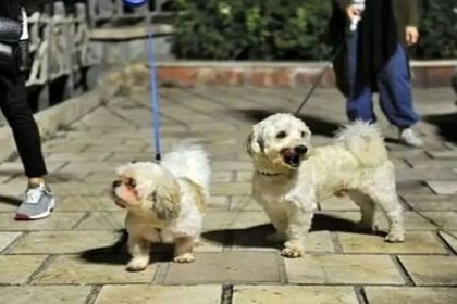 برگزاری کلاس‌های اجتماعی سازی سگ‌ها در پارک‌های تهران/ ویدئو