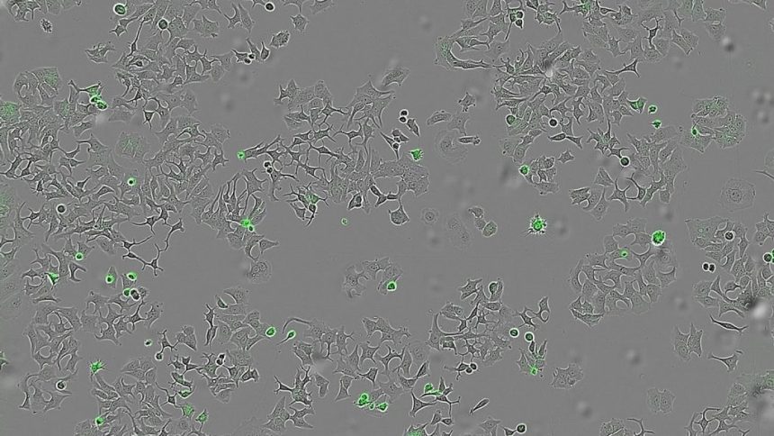 خودکشی سلول‌های سرطانی با باکتری