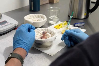 تولد اولین جوجه نادرترین طوطی جهان که در طبیعت منقرض شده است_آفتاب شرق 16 تولد اولین جوجه نادرترین طوطی جهان که در طبیعت منقرض شده / عکس