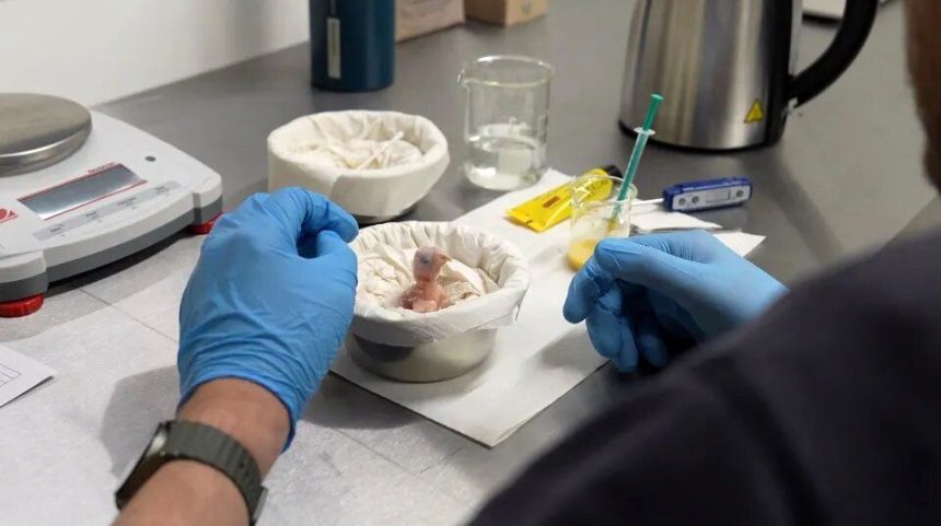 تولد اولین جوجه نادرترین طوطی جهان که در طبیعت منقرض شده است_آفتاب شرق 1 تولد اولین جوجه نادرترین طوطی جهان که در طبیعت منقرض شده / عکس