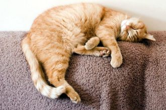 گربه ها واقعاً چقدر می‌خوابند؟