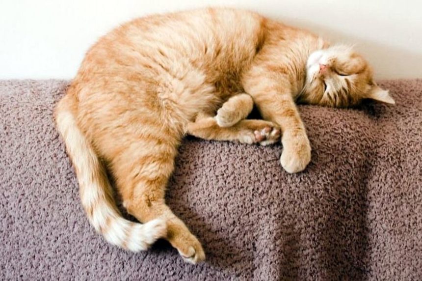 گربه ها واقعاً چقدر می‌خوابند؟