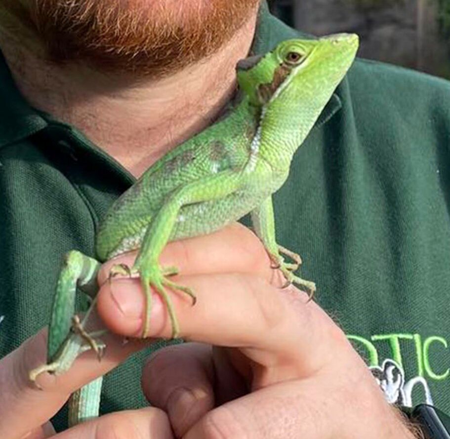 تولد هشت مارمولک ایگوانا بدون وجود ایگوانای نر_آفتاب شرق 4 یک اتفاق نادر؛ تولد هشت مارمولک ایگوانا بدون وجود ایگوانای نر