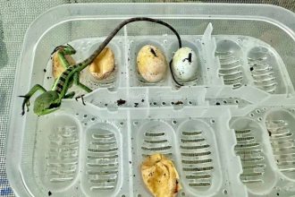 تولد هشت مارمولک ایگوانا بدون وجود ایگوانای نر_آفتاب شرق 5 یک اتفاق نادر؛ تولد هشت مارمولک ایگوانا بدون وجود ایگوانای نر