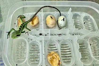 تولد هشت مارمولک ایگوانا بدون وجود ایگوانای نر_آفتاب شرق 12 یک اتفاق نادر؛ تولد هشت مارمولک ایگوانا بدون وجود ایگوانای نر