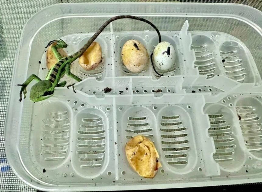 تولد هشت مارمولک ایگوانا بدون وجود ایگوانای نر_آفتاب شرق 3 یک اتفاق نادر؛ تولد هشت مارمولک ایگوانا بدون وجود ایگوانای نر