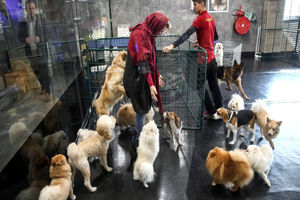 زندگی لوکس سگ‌ها در ایران | از کافه‌های مخصوص تا تولدهای میلیاردی | چهره پنهان یک محبت