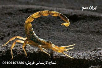 نابودی قطعی عقربها با سموم تخصصی شرکت ایران سم 9 نابودی قطعی عقربها با سموم