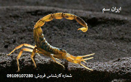 نابودی قطعی عقربها با سموم تخصصی شرکت ایران سم 11 نابودی قطعی عقربها با سموم
