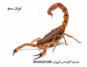 نابودی قطعی عقربها با سموم تخصصی شرکت ایران سم 12 نابودی قطعی عقربها با سموم تخصصی شرکت ایران سم