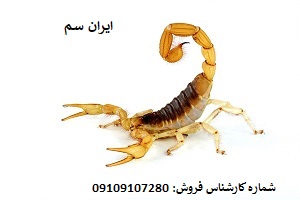 نابودی قطعی عقربها با سموم تخصصی شرکت ایران سم 15 نابودی قطعی عقربها با سموم تخصصی شرکت ایران سم