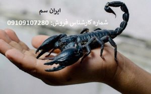 نابودی قطعی عقربها با سموم تخصصی شرکت ایران سم 16 نابودی قطعی عقربها با سموم تخصصی شرکت ایران سم