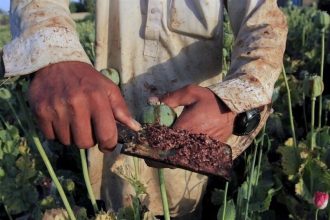 افت منبع های خشخاش تهدیدی برای داروسازی ایران_آفتاب شرق 7 کاهش منابع خشخاش تهدیدی برای داروسازی ایران