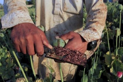 کاهش منابع خشخاش تهدیدی برای داروسازی ایران