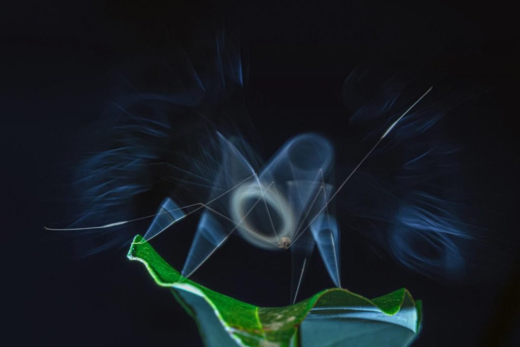 1763758457 179 برندگان جایزه عکاسی Nature inFocus سال ۲۰۲۵ اشکار شدند آفتاب شرق