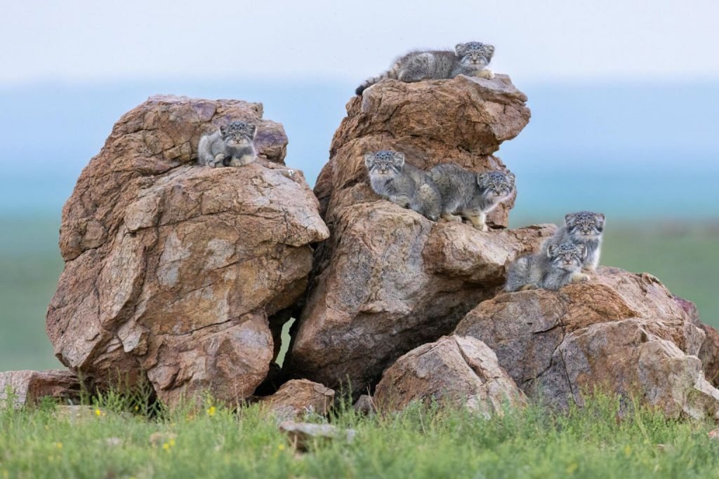 1763758457 442 برندگان جایزه عکاسی Nature inFocus سال ۲۰۲۵ اشکار شدند آفتاب شرق