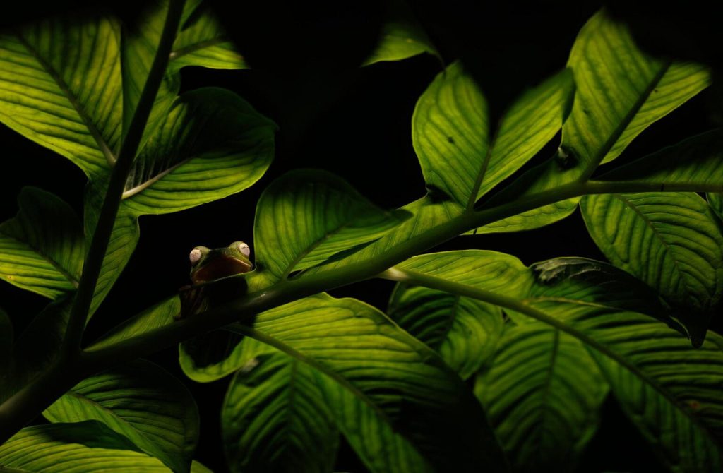1763758458 924 برندگان جایزه عکاسی Nature inFocus سال ۲۰۲۵ اشکار شدند آفتاب شرق