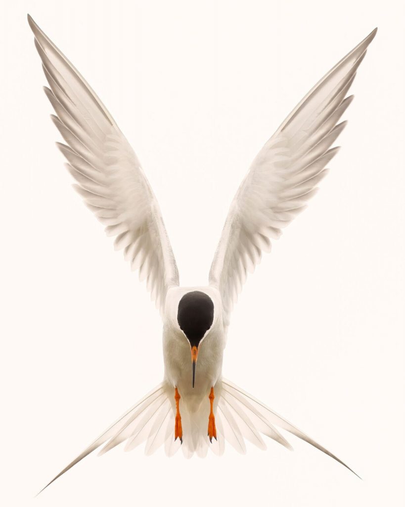 1763867059 901 برندگان مسابقه 2026 انجمن عکاسی طبیعت آمریکای شمالی معارفه شدند آفتاب