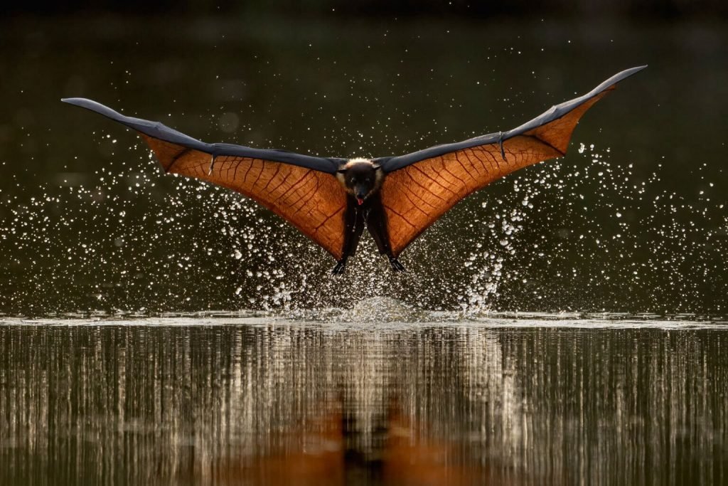 1763867060 203 برندگان مسابقه 2026 انجمن عکاسی طبیعت آمریکای شمالی معارفه شدند آفتاب