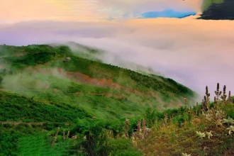 جنگل های هیرکانی