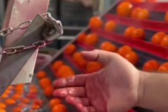 سازمان غذا و دارو , وزارت بهداشت , بهداشت و درمان , بازار میوه ,