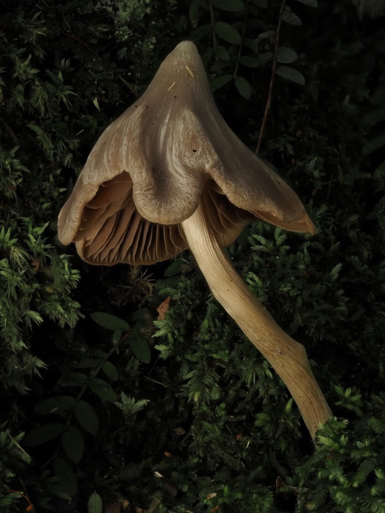 برندگان مسابقه عکاسی اقیانوسیه ۲۰۲۵ اشکار شدند + گالری_آفتاب شرق 81 مسابقه عکاسی اقیانوسیه ۲۰۲۵