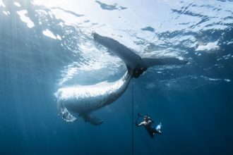 برندگان مسابقه عکاسی اقیانوسیه ۲۰۲۵ مشخص شدند + گالری