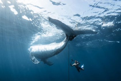 برندگان مسابقه عکاسی اقیانوسیه ۲۰۲۵ مشخص شدند + گالری
