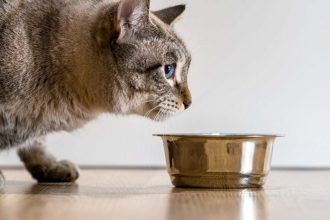 داروی لاغری گربه‌ها