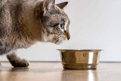 داروی لاغری گربه‌ها