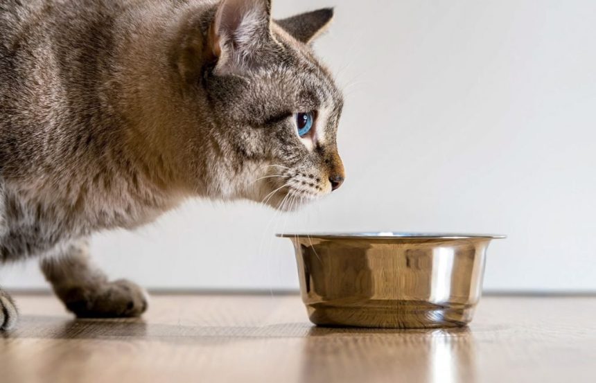 داروی لاغری گربه‌ها