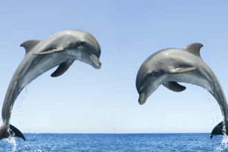 پیر شدن دلفین