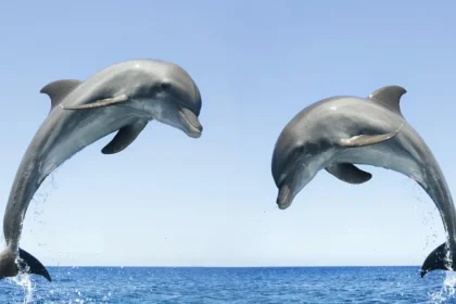 پیر شدن دلفین