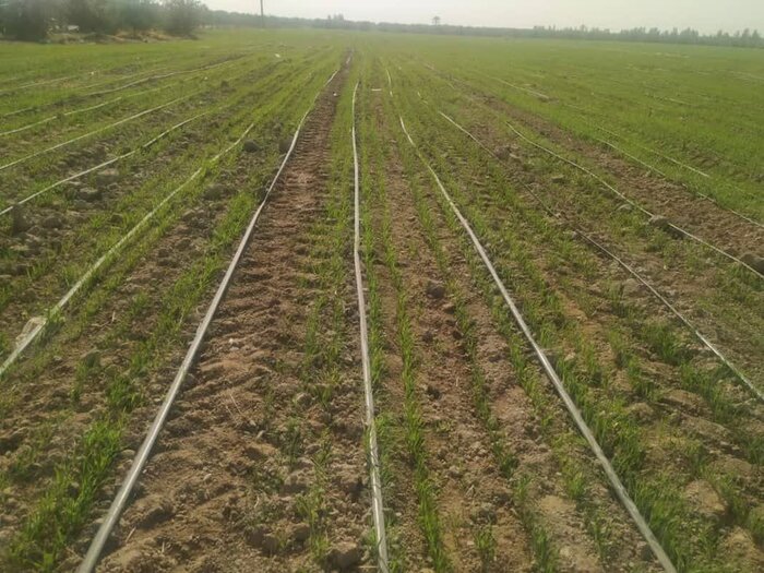 معاون وزیر جهاد کشاورزی: افت منابع آب زیرزمینی در مازندران جدی و نگران کننده است