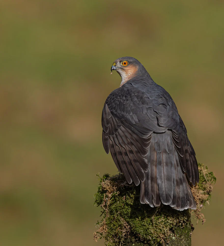 1770607845 525 برندگان مسابقه عکاسی پرندگان ۲۰۲۵ انجمن SINWP معارفه شدند.webp