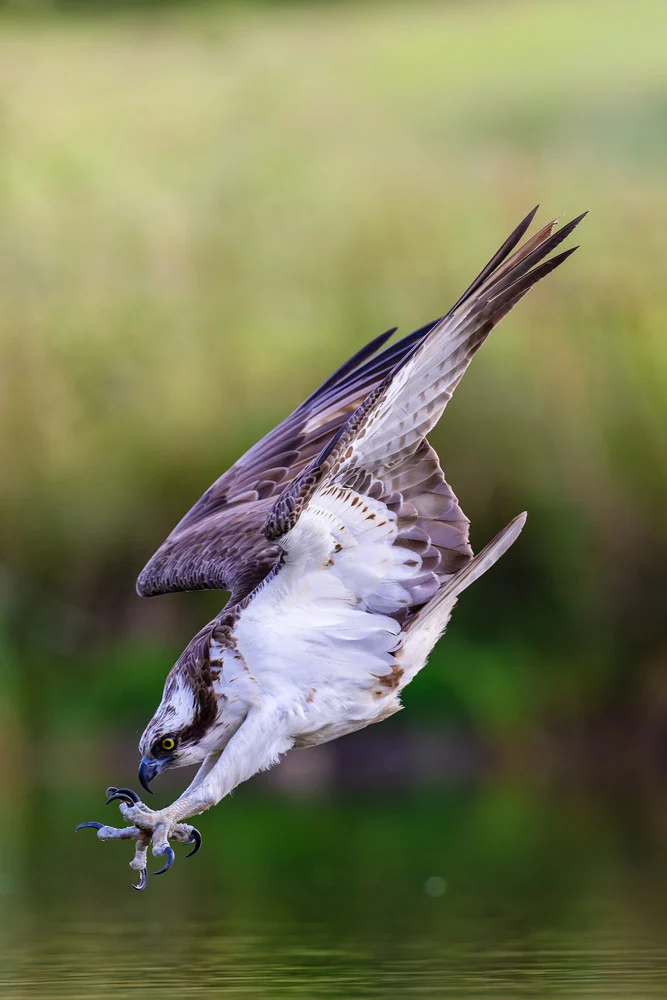 1770607846 939 برندگان مسابقه عکاسی پرندگان ۲۰۲۵ انجمن SINWP معارفه شدند.webp