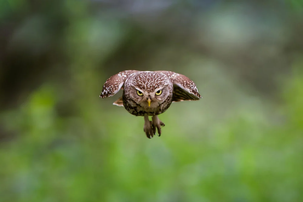 1770607846 981 برندگان مسابقه عکاسی پرندگان ۲۰۲۵ انجمن SINWP معارفه شدند.webp