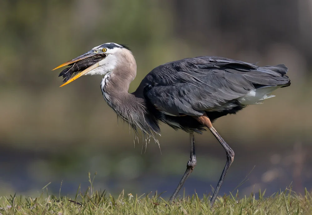 مسابقه عکاسی پرندگان ۲۰۲۵