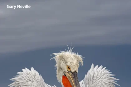 مسابقه عکاسی پرندگان ۲۰۲۵