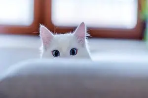 گربه شاید کلید درمان سرطان در انسان باشد