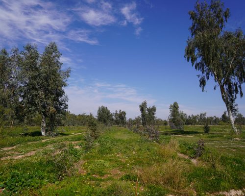خیریه نیکان