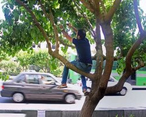 مراقب توت‌ خوری در خیابان باشید
