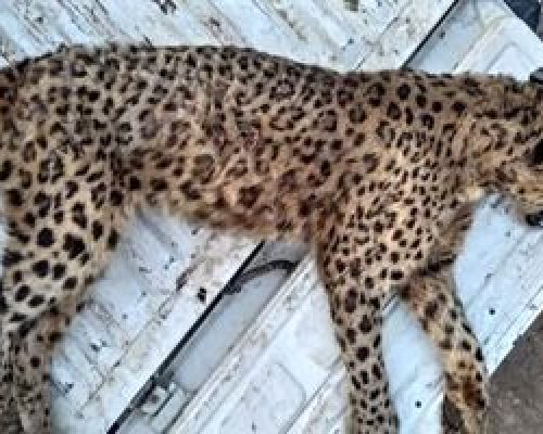 پلنگ ماده ایرانی در البرز تلف شد