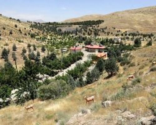 واکنش شهرداری به قطع درختان چیتگر و سرخه حصار: آفت زده بودند