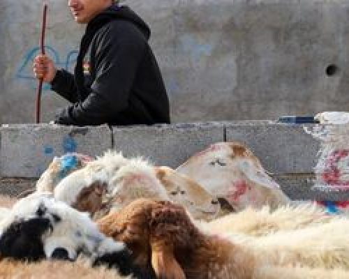هشدار وزارت بهداشت درباره ذبح غیر بهداشتی دام در عید قربان