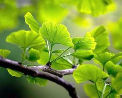 برگ درختی که از لخته شدن خون پیشگیری می‌کند
