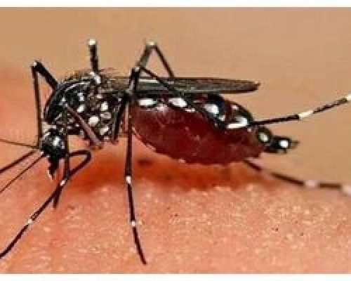 هشدار مینو محرز درباره تب دنگی؛ ساکنان برج ها هم از پشه آئدس در امان نیستند
